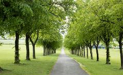 Cowan Park trees