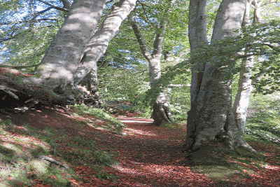 Pollick Glen