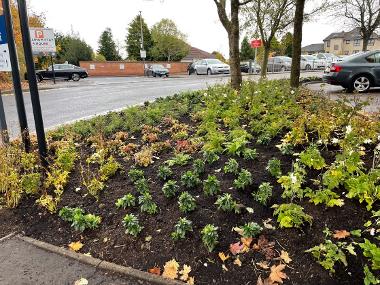 Avenue Shopping centre - landscaping